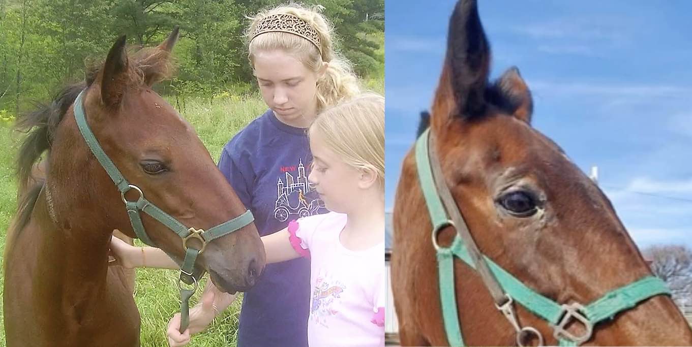 Mantan Kuda Pacu Ditakdirkan untuk Membunuh Pena Diselamatkan oleh Wanita yang Membantu Membesarkannya–WATCH