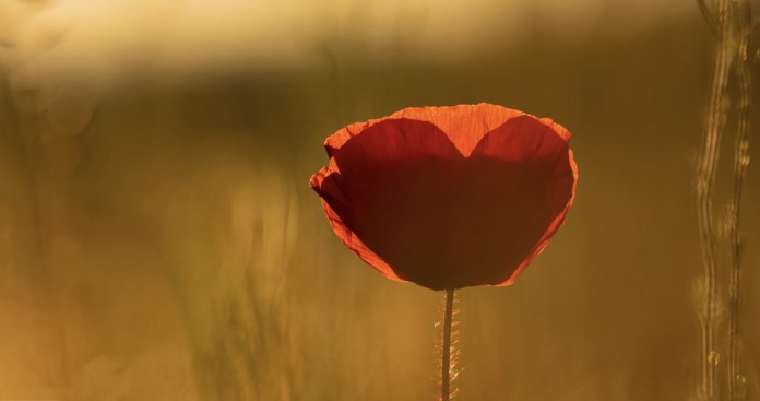 poppy in field flower-pubdomain Moritz Knöringer