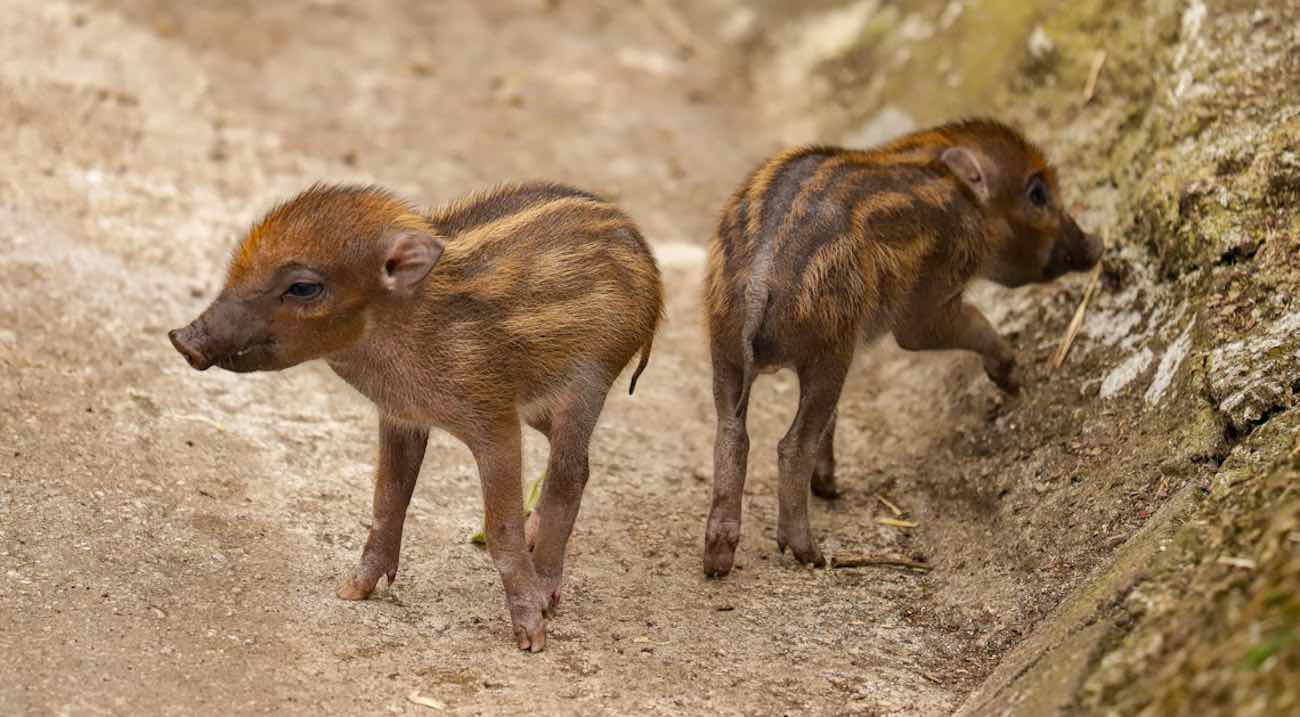 Sepasang Anak Babi Terlangka – dan Paling Menggemaskan di Dunia Lahir di Kebun Binatang Inggris