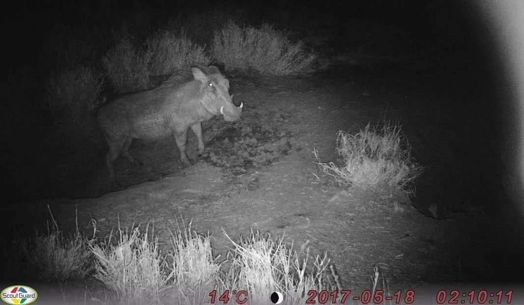 Seekor Babi Hutan, Hyena, dan Landak Berjalan ke Lubang–dan Memutuskan untuk Hidup Bersama