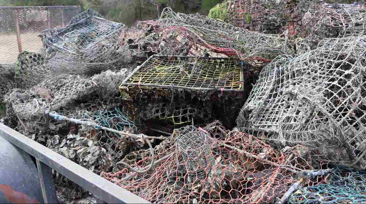 Udang dan Kepiting Dibayar untuk Mengumpulkan Perangkap Terbengkalai, Menyelamatkan Satwa Liar dari Bahaya Penangkapan Ikan Terlantar