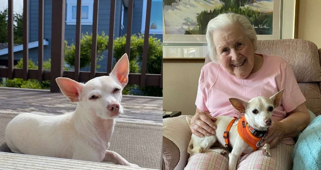 After Her Dog Died, 100-Year-old was ‘Sad and Quiet’ Until Daughter Finds Shelter With Adorable Senior Chihuahua Named Gucci