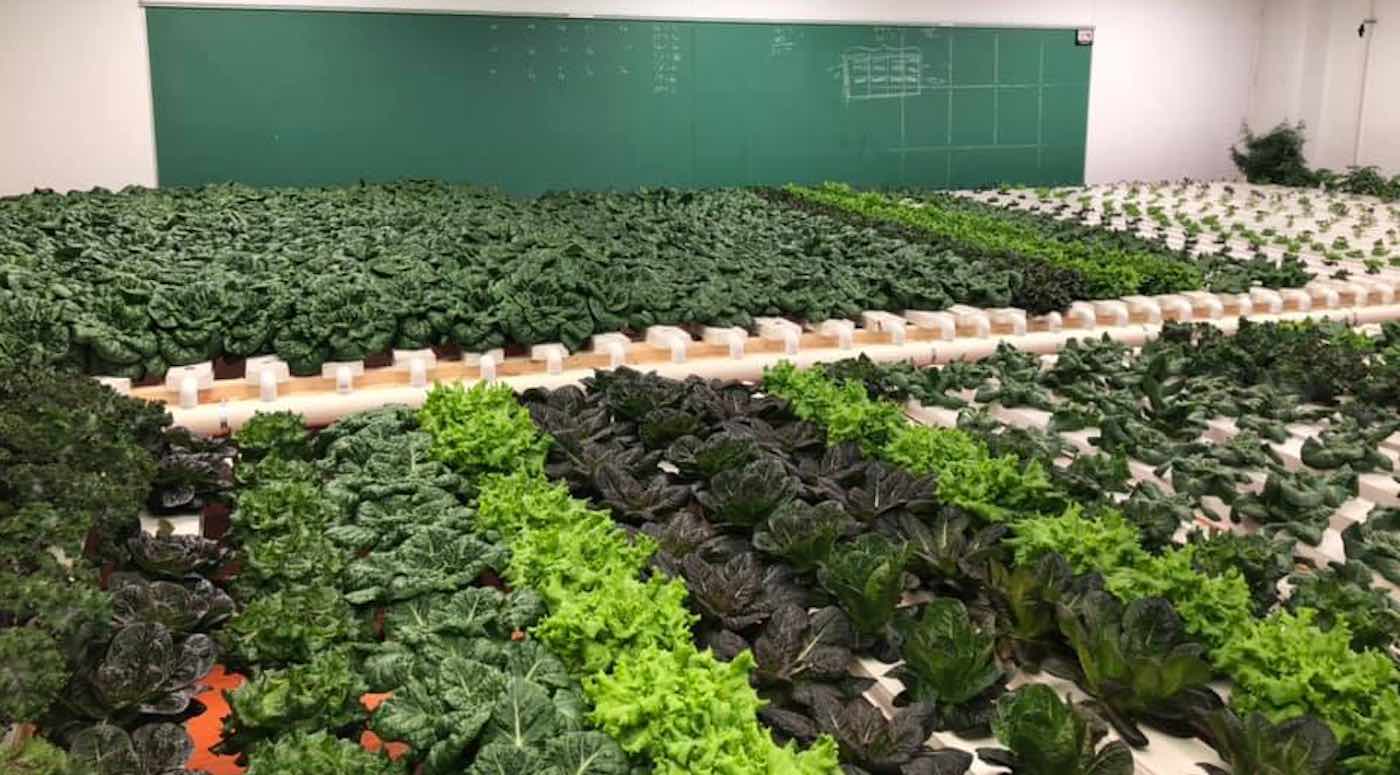 Keluarga Kanada Mengubah Sekolah Lama Menjadi Pertanian Hidroponik Menanam Sayuran Segar Bahkan di Musim Dingin Untuk Seluruh Kota