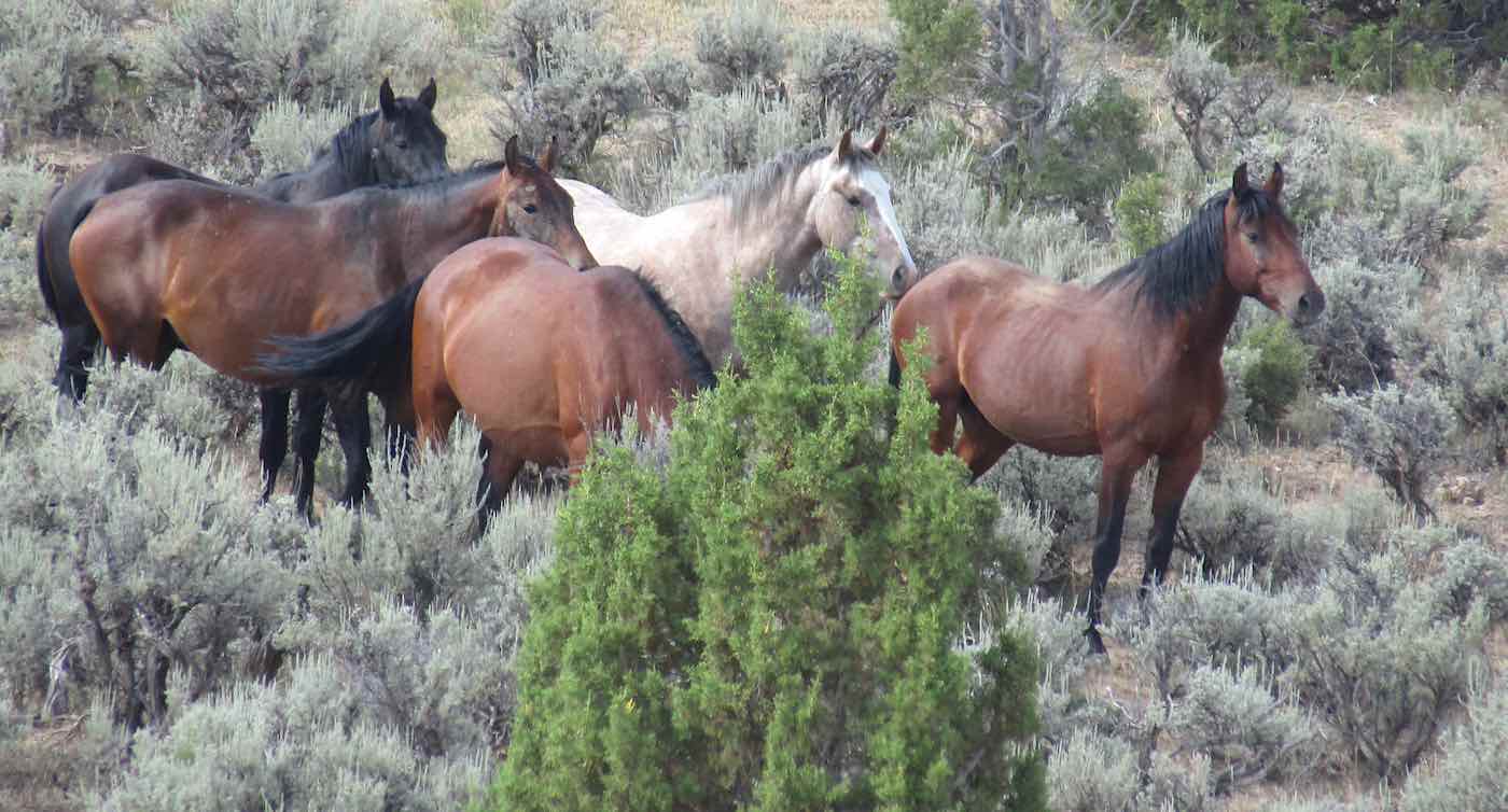 Colorado Wild Horse Bill Lulus Dengan Sebagian Besar Politisi Mendukung Hukum untuk Melindungi Negara Bagian Mustang