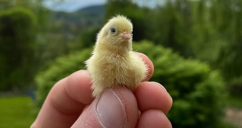 Farmer Filmed the Adorable Moment His Newborn Quails Caused a Mini Stampede  in His Home