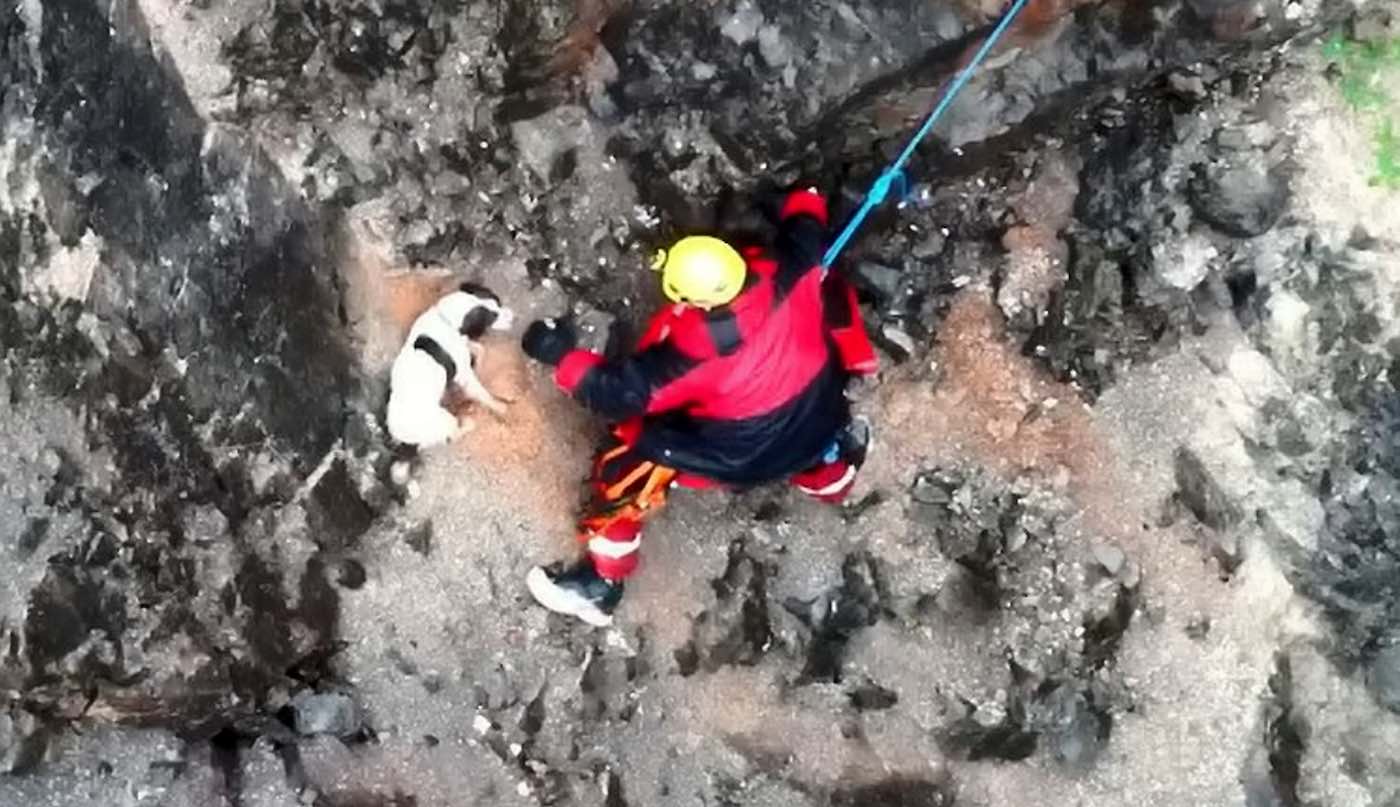 Anjing Terdampar Mengibaskan Ekornya Dengan Kegembiraan saat Petugas Pemadam Kebakaran Menyelamatkannya Dari Tebing Terjal–WATCH