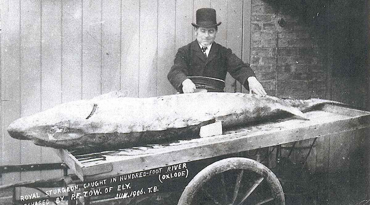 Ikan Sturgeon yang Terancam Punah – Seekor Ikan yang Dulu Begitu Populer, Seorang Raja Menyatakannya ‘Kerajaan’ – Kembali lagi di Inggris