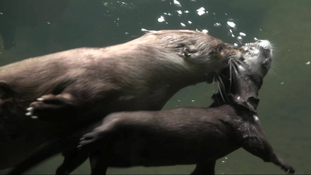 Adorable Video Shows How Mama Otter Teaches Her Pup to Swim in Dramatic