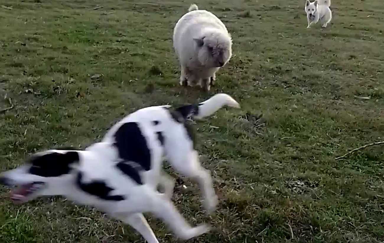 Saksikan Domba yang Mengira Anjing – Berkeliaran Bersama Anak Anjing Keluarga