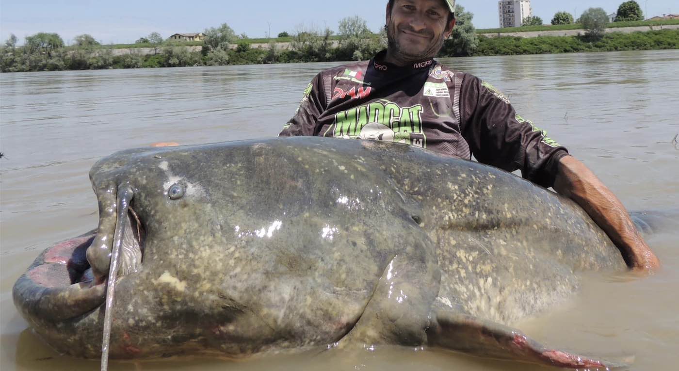 Drought-Stricken Italian River Produced World-Record Catfish Caught (and  Released) in May