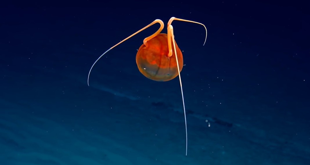 Scientists Amazed By Sighting of Extremely Rare Jellyfish Only Seen