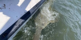13-Foot Sawfish Spotted Farther North Than Any in Decades Hints at Recovery of Species