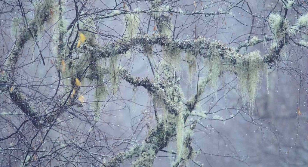 Finally Rid of Invasive Shrubs, Scientists Use Lichen to Regrow the Celtic Rainforest in Loch Lomond, Scotland (goodnewsnetwork.org)