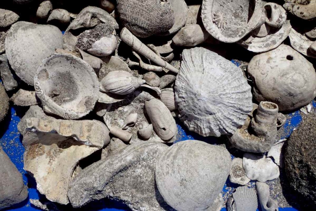 Digging A Wastewater Pipe Reveals Fossil Treasure Trove of Unknown ...
