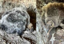 Two Critically Endangered Baby Condors Born in National Park Are Healthy, ‘Adorable Fluffballs’