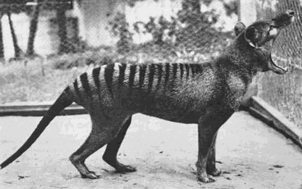 ARN del tigre de Tasmania recuperado de un espécimen preservado en una innovadora primicia mundial