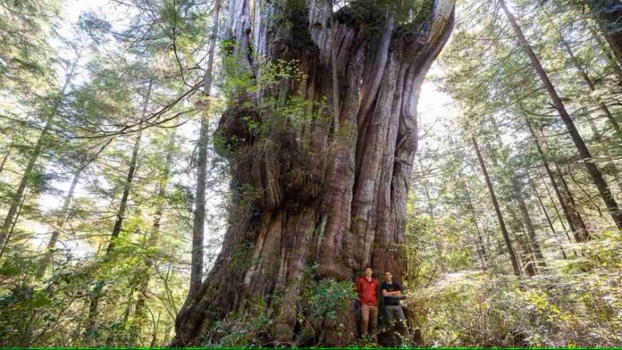 Ancient Forest Alliance photographer TJ Watt and Ahousaht hereditary representative Tyson Atleo stand beside an ancient western red cedar tree that ranks as one of the biggest trees in Canada
