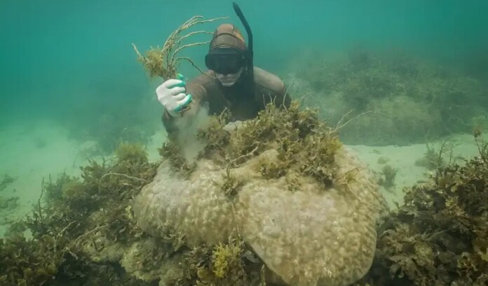 Dr. Adam Smith removes macroalgae from corals off the coast of Magnetic Island. Credit Roxana Caha
