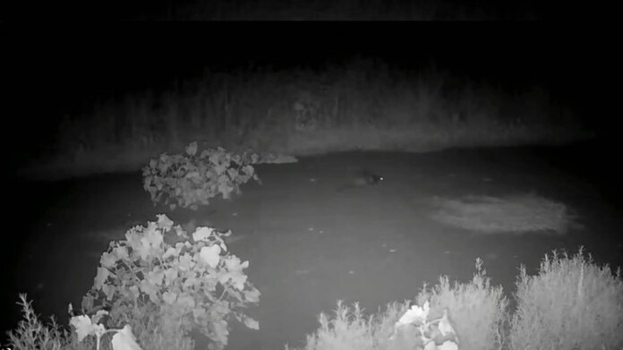 Screengrab from Palo Alto Online video