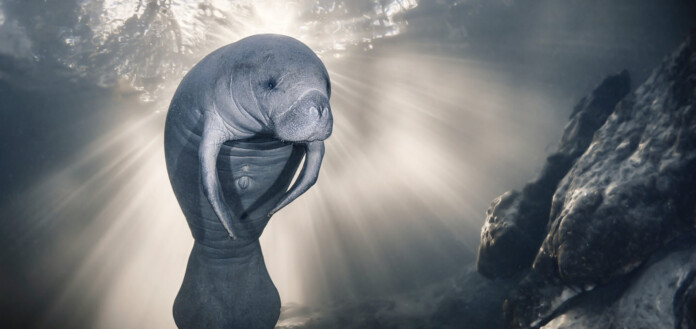 Sylvie Ayer - released