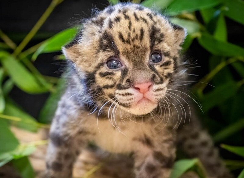Oklahoma Zoo Forecasts ‘Cloudy with a chance of cute’ After Rare Clouded Leopard Kitten Born