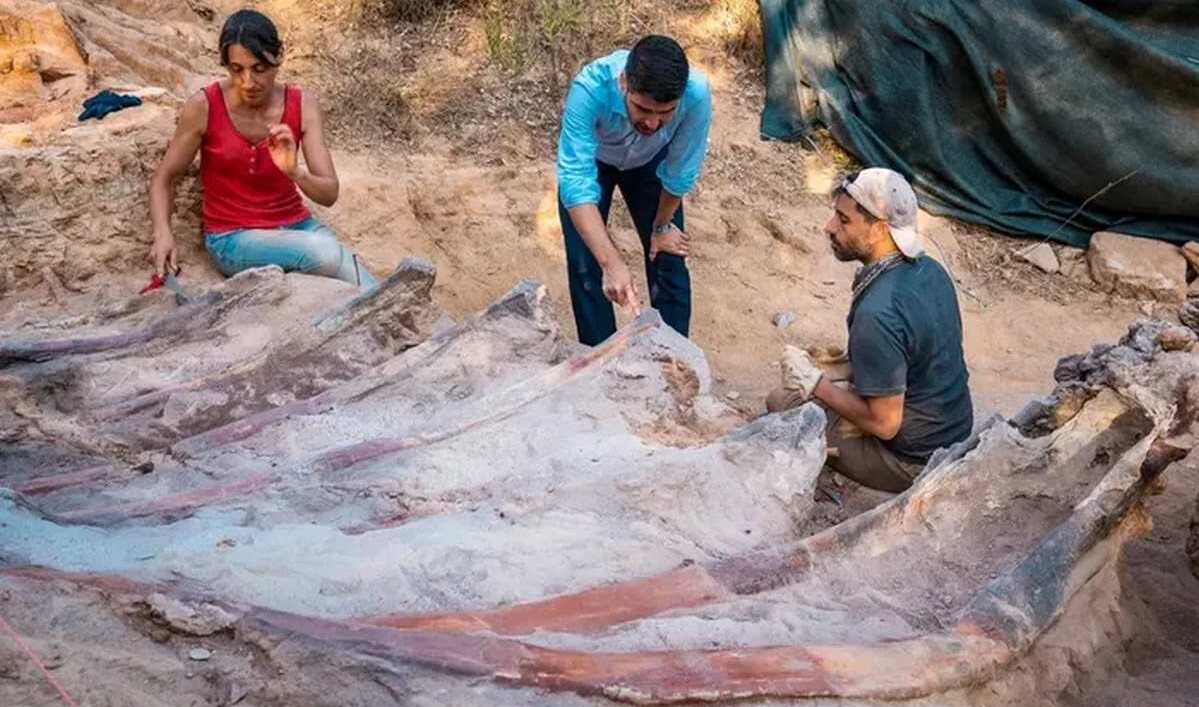 Um português encontrou acidentalmente um dinossauro de 25 metros de comprimento no seu quintal.