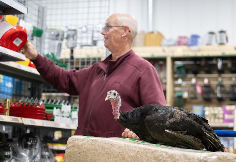 pet turkey in hardware shop SQ SWNS
