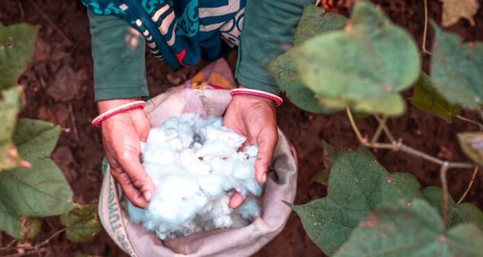 raw cotton India woman farmer grower-released Better Cotton