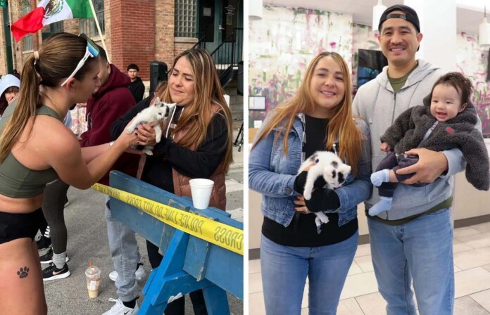 credit Gia Nigro; Colleen Barkley/PAWS Chicago