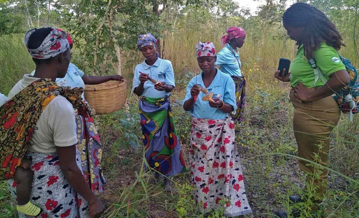 Wild Mushroom Harvest Helps Keep Trees Standing in Mozambique