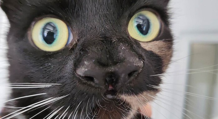 A homeless cat has stunned its new carers who discovered it had two noses.