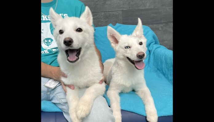 credit Jackson County Animal Shelter