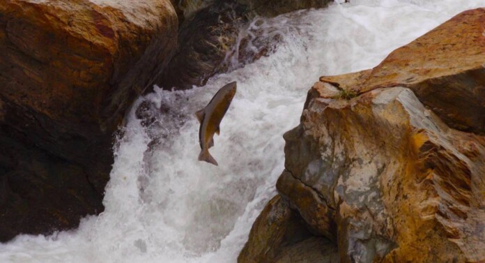 leaping Salmon fish released-Klamath Watershed Council