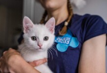 Garbage Man Saves Kitten from Being Crushed, Now Adopted and Healthy in Time for Christmas