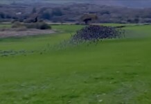 Calm Your Mind: Watch a Murmuration of Starlings Flying Just Inches From the Ground in Wales