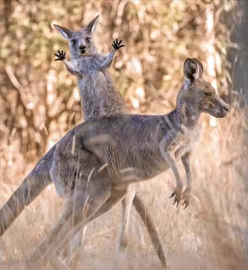 Comedy Wildlife photo finalists taking votes for funniest animal image