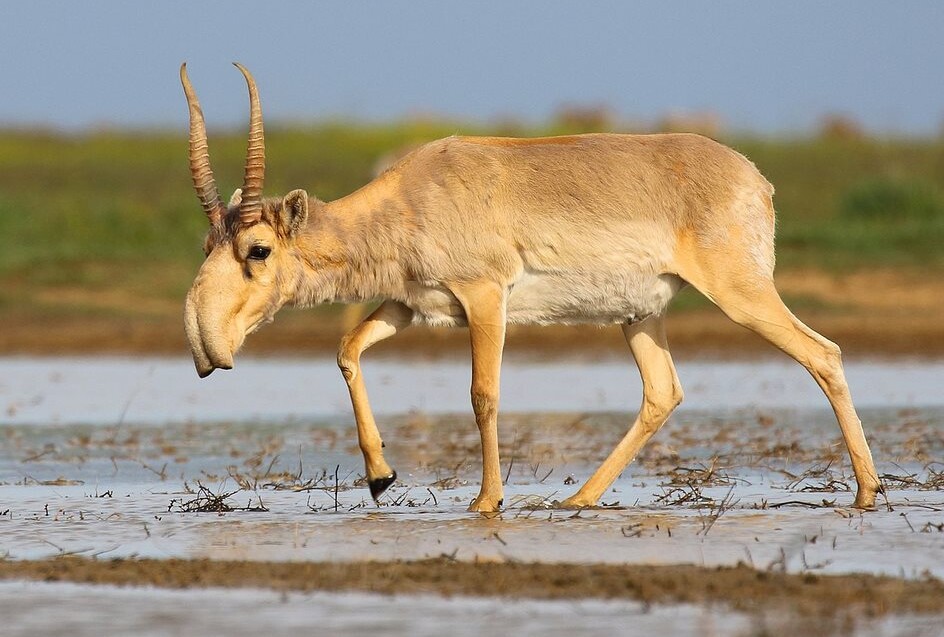 Wild and Wonderful Saiga is No Longer Endangered with a Million Roaming Now in Central Asia