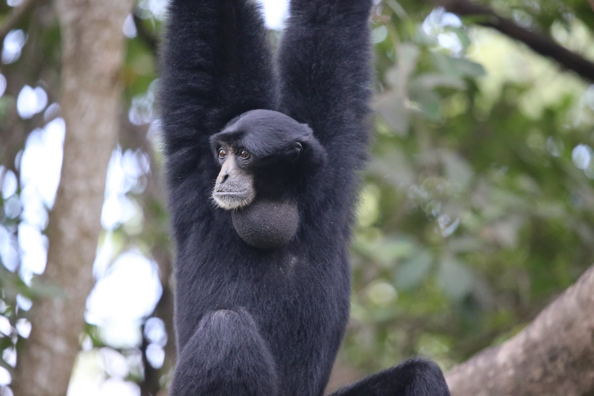 A Rare Pair of Singing Gibbons Released into the Wild Bring Hope for Species (Video)