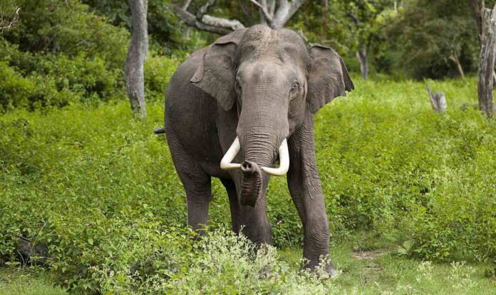 Indian elephant bull in musth in Bandipur National Park
