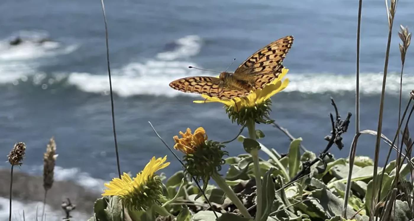 Scores of Endangered Butterflies Slated to Be Released Along California Coast Using .5 Million Private Grant