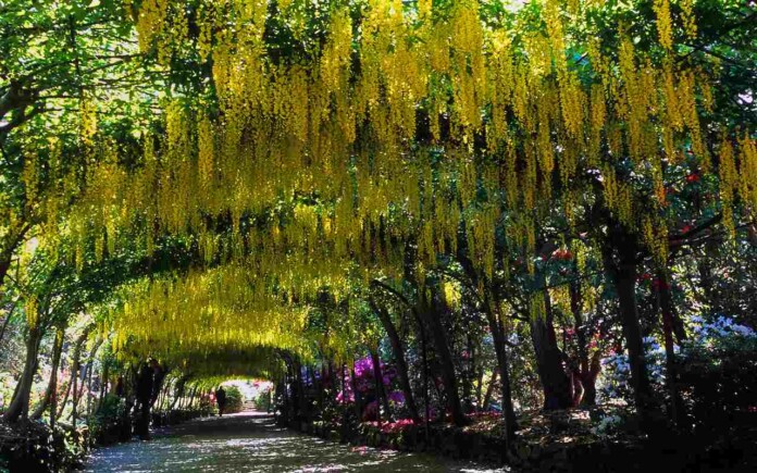 The Laburnum tree arch at a Welsh botanic garden. CC 4.0. ukgardenphotos