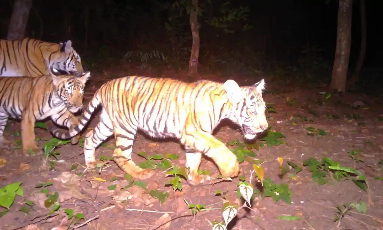 Camera Catches Sighting of a Tiger with Cubs for First Time in 10 Years, Raising Hopes for Species in Thailand