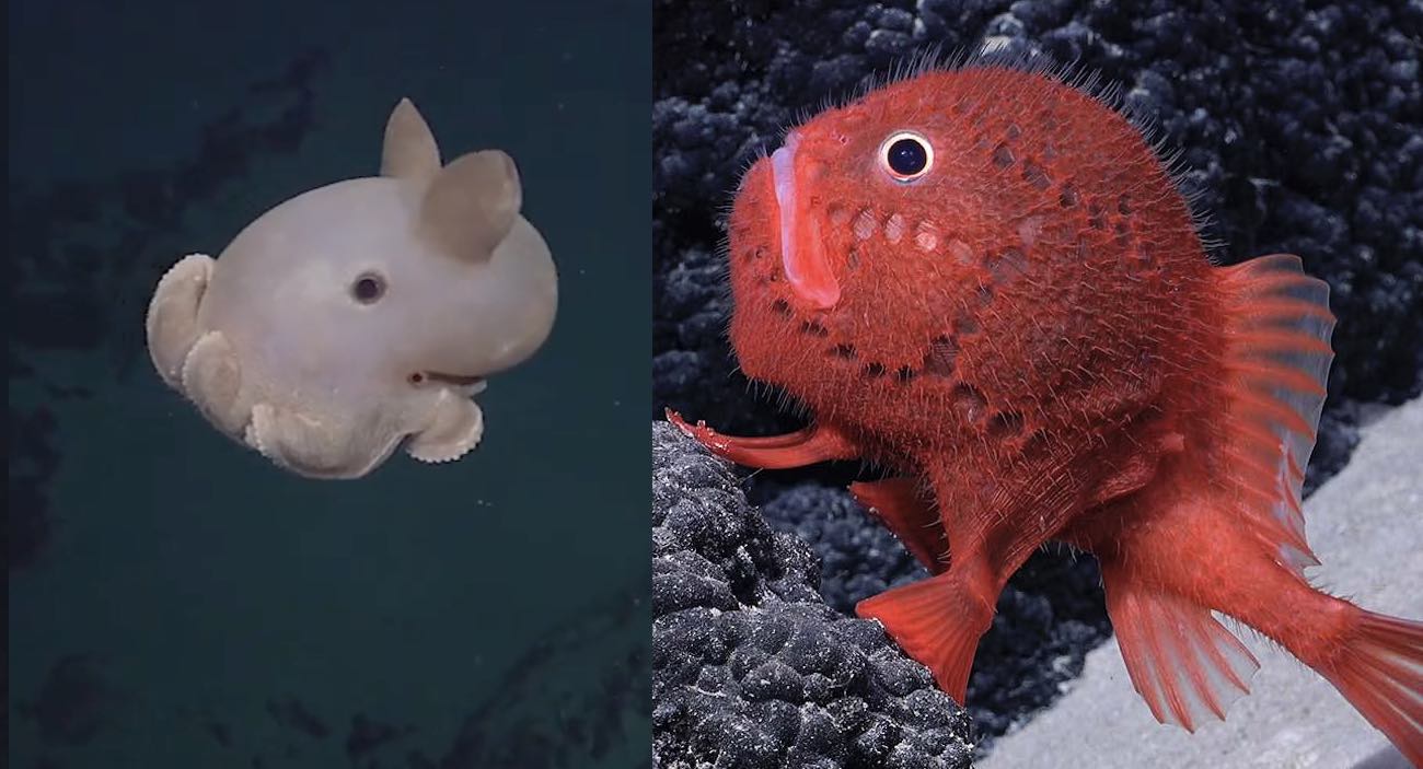 More Than 100 New Species of Stunning Marine Life Found Near Underwater  Mountains (LOOK)