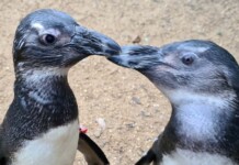 Penguin Becomes ‘Guide Bird’ Companion For Zoo Pal Suffering with Cataracts: Waddle I do Without You?