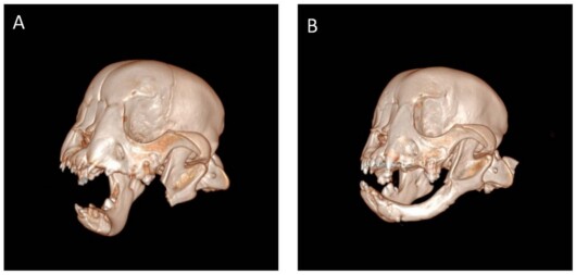 Bulldog Puppy Spontaneously Regrows Part of its Jaw After it Was ...