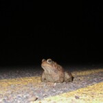 toad on road at night