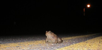 toad on road at night