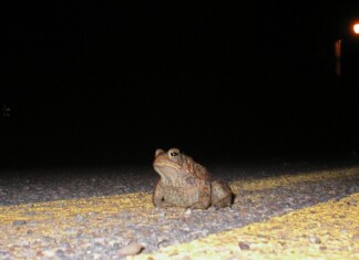 toad on road at night