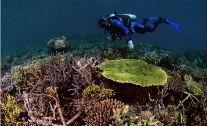 Coral reefs restored at Mars in South Sulawesi with the Reef Stars - credit The Ocean Agency.