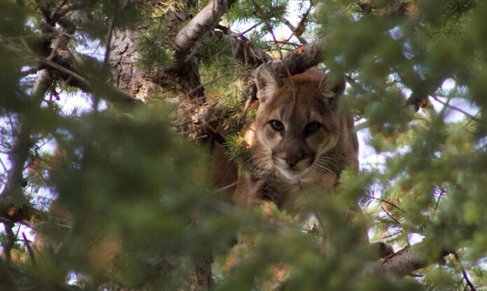 P66, the mountain lion - Utah Division of Wildlife Resources